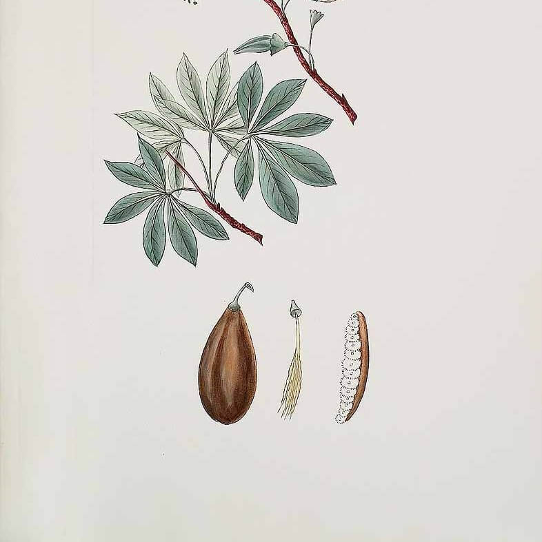Kapok illustration